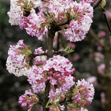 Calin de iarna (Viburnum x bodnantense Charles Lamont), arbust ornamental - Img 2