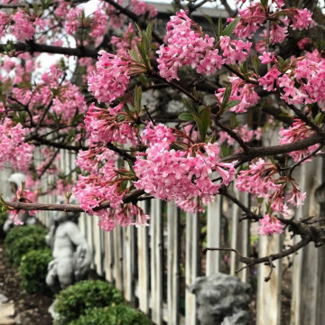 Calin de iarna (Viburnum x bodnantense Dawn), arbust ornamental, flori roz - Img 2