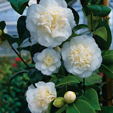 Camelie (Camellia Nobilissima) - Img 2
