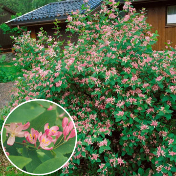 Caprifoi (Lonicera tatarica), planta gard viu, planta cataratoare, planta parfumata