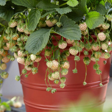Capsun alb (PINEBERRY 'Snow White'), planta fructifera - Img 2