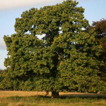 Castan comestibil (Castanea sativa), planta fructifera - Img 3