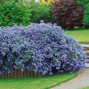 Ceanothus del. Gloire de Versailles, arbust ornamental, planta parfumata, flori albastru - Img 2