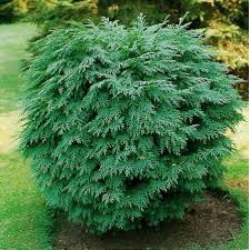 Chiparos glob (Chamaecyparis law. Globosa), vesnic verde, conifer ornamental