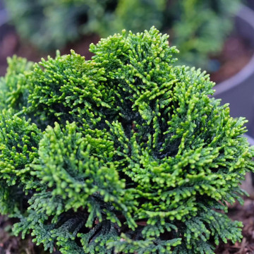 Chiparos japonez (Chamaecyparis obt. Nana Gracilis), vesnic verde, conifer ornamental - Img 2