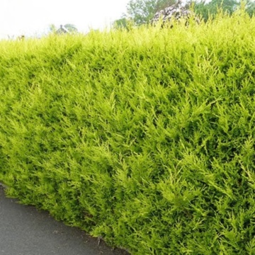 Chiparos leyland (Cupressocyparis leylandii Catlewellan) 30-50 cm