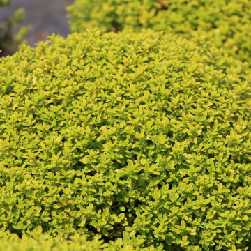 Cimbrisor auriu (Thymus citriodorus Aureus), vesnic verde, planta perena, planta parfumata