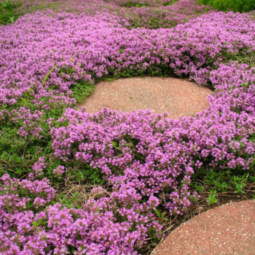 Cimbrisor (Thymus serpyllum), planta acoperitoare de sol, planta aromatica, planta medicinala - Img 3