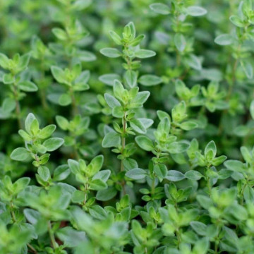 Cimbru (Thymus vulgaris), planta acoperitoare de sol, planta aromatica, planta medicinala - Img 2