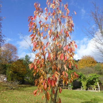 Cires japonez pitic (Prunus serrulata Amanogawa), 60-90 cm, arbore ornamental, gradina japoneza, flori roz - Img 3