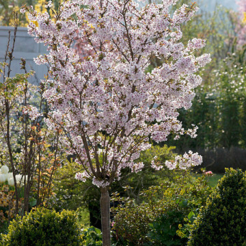 Cires japonez (Prunus incisa Kojo No Mai), planta ornamentala, gradina japoneza, flori alb - Img 4