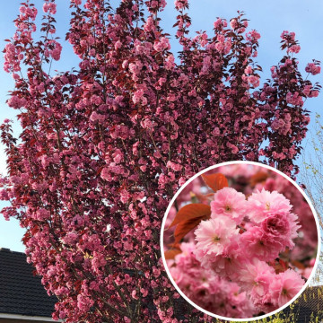 Cires japonez (Prunus Serrulata Royal Burgundy), arbore ornamental, gradina japoneza, flori roz