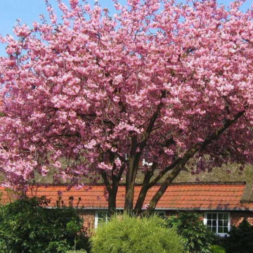 Cires japonez roz (Prunus serrlulata Kanzan) 40-60 cm - Img 3