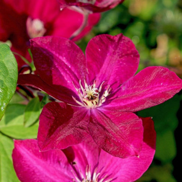 Clematita (Clematis Rouge Cardinal), planta cataratoare, flori rosu - Img 4
