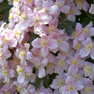 Clematita roz (Clematis Mayleen), planta gard viu, planta cataratoare, planta parfumata - Img 2