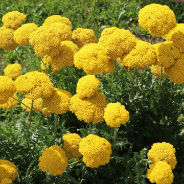 Coada soricelului galbena (Achillea Cloth of Gold), planta medicinala, planta parfumata, flori galbene - Img 2