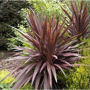 Cordyline aus. Red Star, vesnic verde, planta perena - Img 1