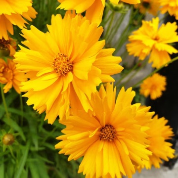 Coreopsis grandiflora Presto Yellow Double ghiveci 2l - Img 1