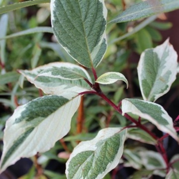 Corn decorativ (Cornus alba Sibirica Variegata), planta gard viu, arbust ornamental, frunzis verde-argintiu - Img 2