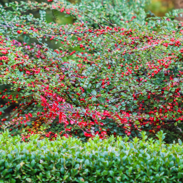 Cotoneaster (Cotoneaster horizontalis), vesnic verde, arbust ornamental, flori alb, rosu, roz - Img 4