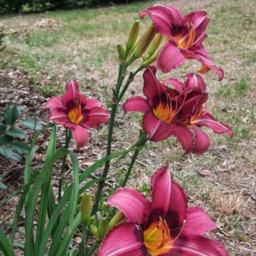 Crin de o zi (Hemerocallis Byzantine Emperor), plante perena, flori rosii - Img 3