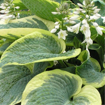 Crin de toamna (Hosta American Halo), bulbi crini, flori alb - Img 3