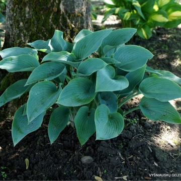 Crin de toamnă (Hosta canadian blue)