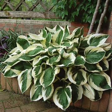 Crin de toamna (Hosta for Patriot), bulbi crini, flori alb - Img 4