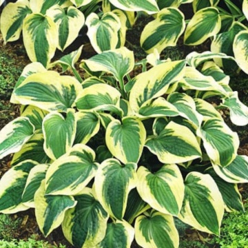 Crin de toamna (Hosta Mamma Mia), bulbi crini, flori alb - Img 2