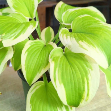 Crin de toamna (Hosta 'Spring Morning'), bulbi crini, flori mov - Img 2