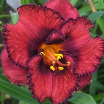 Crin de vara (Hemerocallis 'Berrylicious')