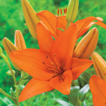 Crini Asiatic Orange (Lilies Asiatic Orange), bulbi crini - Img 3