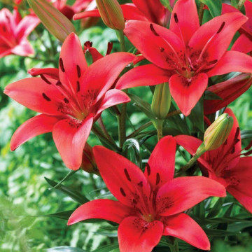 Crini Asiatic red 14/16(Lilies Asiatic red), bulbi crini, flori rosu