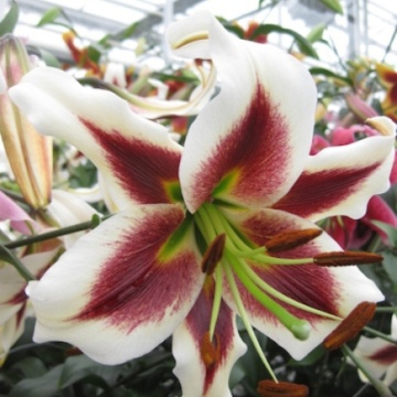 Crini Beverly Dreams (Lilium Beverly Dreams), bulbi crini, flori alb, rosu - Img 2