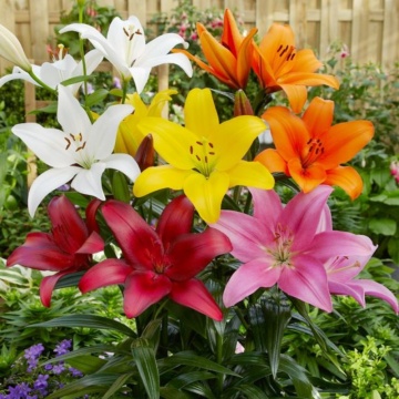 Crini mix (Asiatic Mixed), bulbi crini