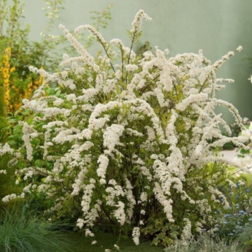 Cununita alba (Spiraea cinerea Grefsheim), planta gard viu, arbust ornamental, flori alb