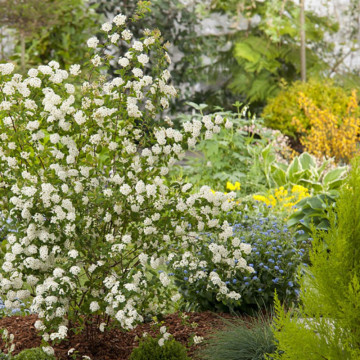 Cununita, floarea miresii (Spiraea van Houtei) ghiveci 2l, planta gard viu, arbust ornamental - Img 2