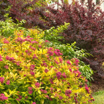 Cununita galbena (Spiraea japonica Goldmound), arbust ornamental, flori roz - Img 3