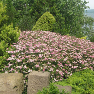 Cununita pitica ( Spiraea Little Princess), arbust ornamental - Img 2