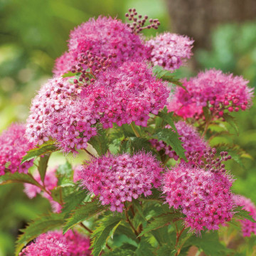 Cununita (Spiraea bumalda Crispa), planta gard viu, arbust ornamental, flori roz