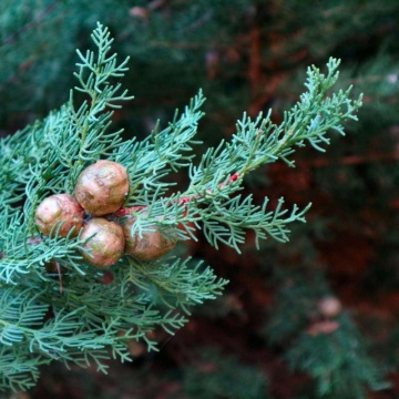 CUPRESSUS SEMPERVIRENS - CHIPAROS - Img 2
