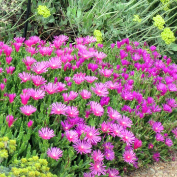 Delosperma delmara Fuchsia, vesnic verde, planta acoperitoare de sol, flori mov - Img 3
