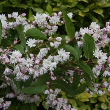Deutia alba (Deutzia cren. Pride of Rochester), planta gard viu, arbust ornamental, planta parfumata - Img 3