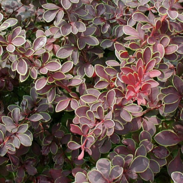 Dracila cu margini galbene (Berberis th. Coronita), planta gard viu, arbust ornamental, gradina japoneza