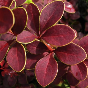 Dracila cu margini galbene (Berberis th. Golden Ring), planta gard viu, arbust ornamental, gradina japoneza - Img 2
