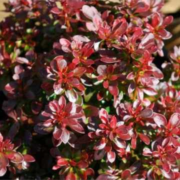 Dracila pitica (Berberis th. Bagatelle), arbust ornamental, frunzis rosu - Img 2