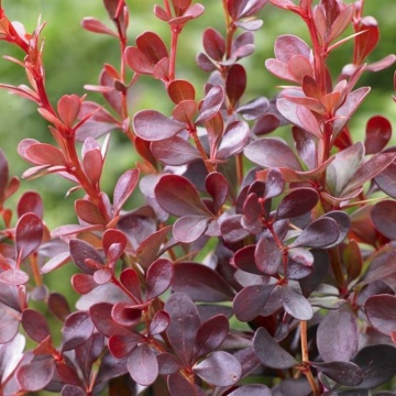Dracila rosie (Berberis th Darts red Lady), planta gard viu, arbust ornamental, frunzis rosu
