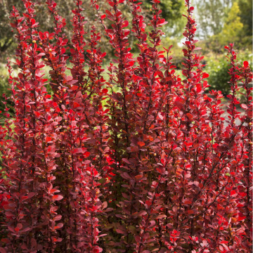 Dracila rosie columnara (Berberis th. Red rocket), planta gard viu, arbust ornamental, gradina japoneza - Img 2