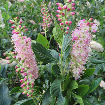 Dulceata de vara (Clethra alnif. 'Pink Spire '), arbust ornamental, planta parfumata, flori roz