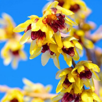 Dulceata iernii (Chimonanthus praecox), arbust ornamental, gradina japoneza, planta parfumata - Img 1